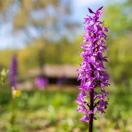 Feriehus Villaggio Anemone Scoiattolo Capanne di Sillano