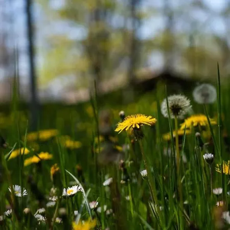 Villaggio Anemone Scoiattolo